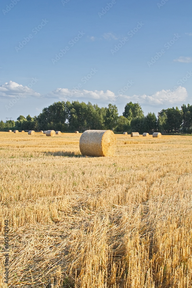 Fototapeta premium bales in the field