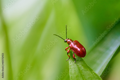 Insect on a green background, spring background. © Piotr