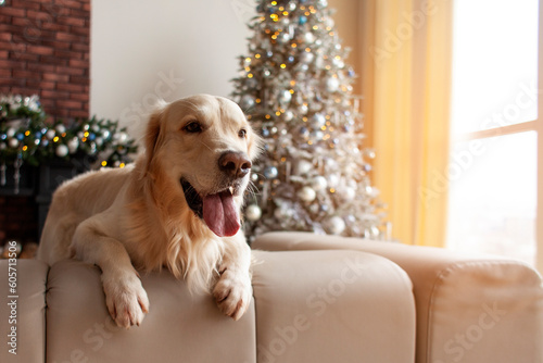 cute domestic dog sits on the couch in the christmas interior against the background of the new year tree