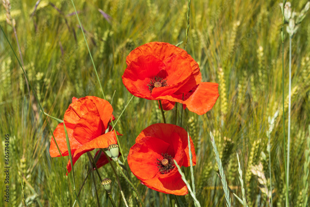 Close up of red poppy flowers in Rheinhessen near Guldental/Germany Close up of red poppy flowers in Rheinhessen near Guldental/Germany