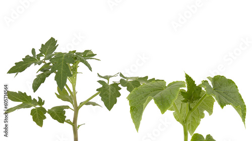 The soft top of the lush green tree has many leaves and branches that are the tops of the garden vegetables that can be used to cook food. Taken from the front view, clearly visible details isolated