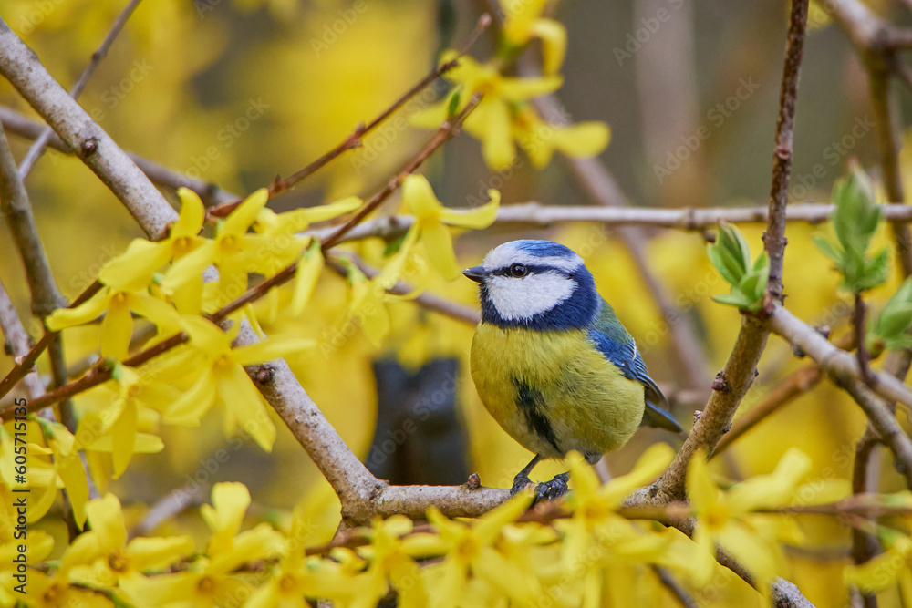 Obraz premium Blue tit on a background of yellow flowers.