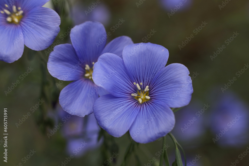 blue Linum usitatissimum / flax flowers in the garden blue Linum usitatissimum / flax flowers in the garden