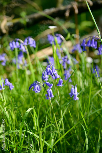 Beautiful bluebells blooming in the British sunshine, blue flowers in the forest