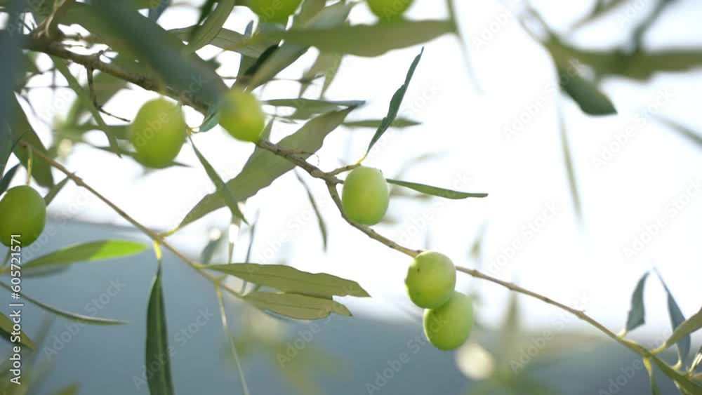 Ripe green olives on tree branches against sunlight background, mediterranean olive trees plantation with high quality cultivated olives for further extra virgin olive oil production Ripe green olives on tree branches against sunlight background, mediterranean olive trees plantation with high quality cultivated olives for further extra virgin olive oil production