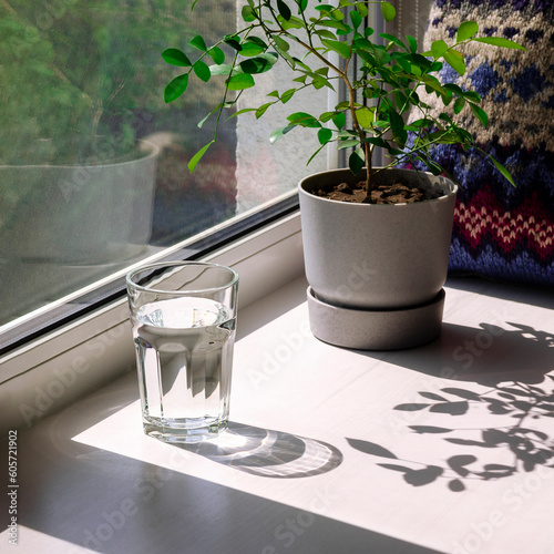 Sharp shadows from a glass of water and plants on a white windowsill
