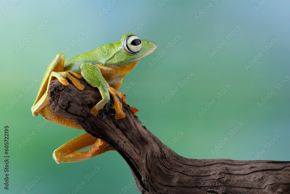 Tree frog on leaf with natural background, Gliding frog (Rhacophorus reinwardtii) sitting on leaves Tree frog on leaf with natural background, Gliding frog (Rhacophorus reinwardtii) sitting on leaves