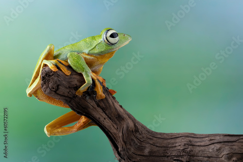 Tree frog on leaf with natural background, Gliding frog (Rhacophorus reinwardtii) sitting on leaves