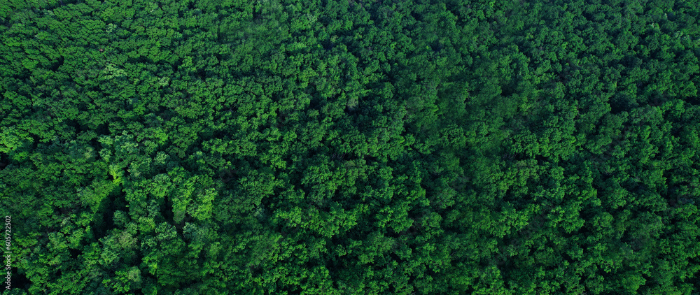 Green forest in summer with a view from above.Spring birch groves with beautiful texture. Green forest in summer with a view from above.Spring birch groves with beautiful texture.