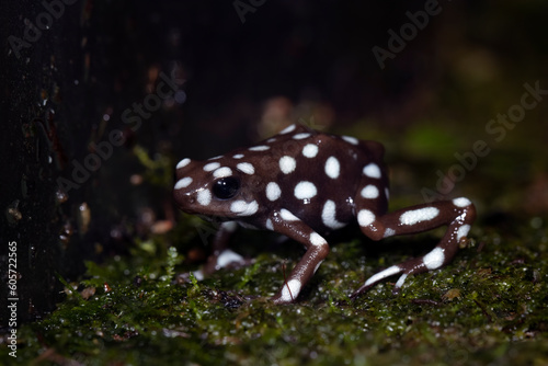 Maranon poison frog (Exidobates mysteriosus) closeup on moss, Exidobates mysteriosus closeup photo