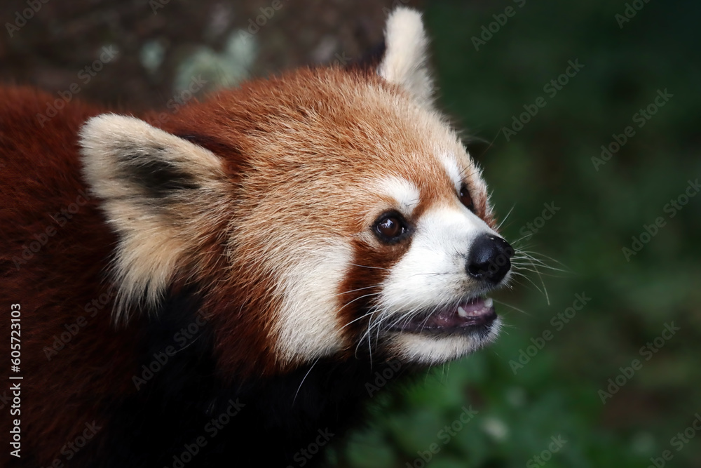 Closeup head red panda Closeup head red panda