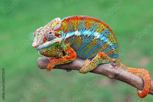 Beautiful of panther chameleon on wood, The panther chameleon on tree © kuritafsheen