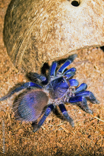 Brazilian blue tarantula (aka Pterinopelma Sazimai) in its habitat