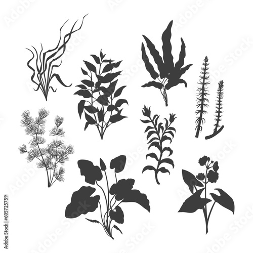 Black silhouette of aquarium plants. Isolated drawing set of aquatic herbs. River grass art. Underwater decoration objects
