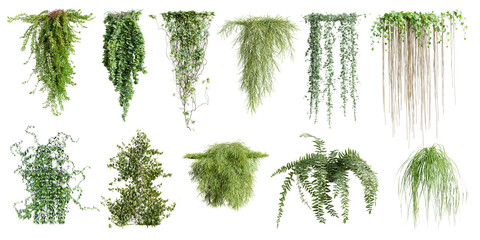 Set of various creeper plants, vol. 2, isolated on transparent background. 3D render.
