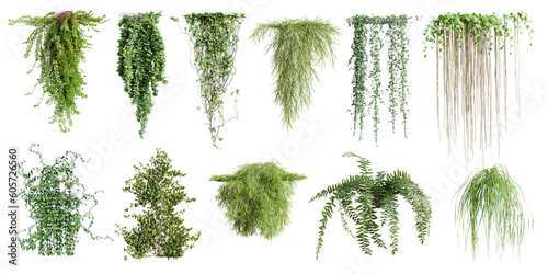 Foto Set of various creeper plants, vol