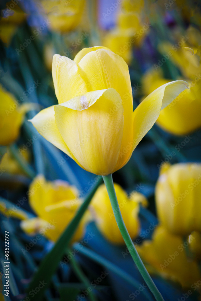 Naklejka premium Tulip Time 2023-12