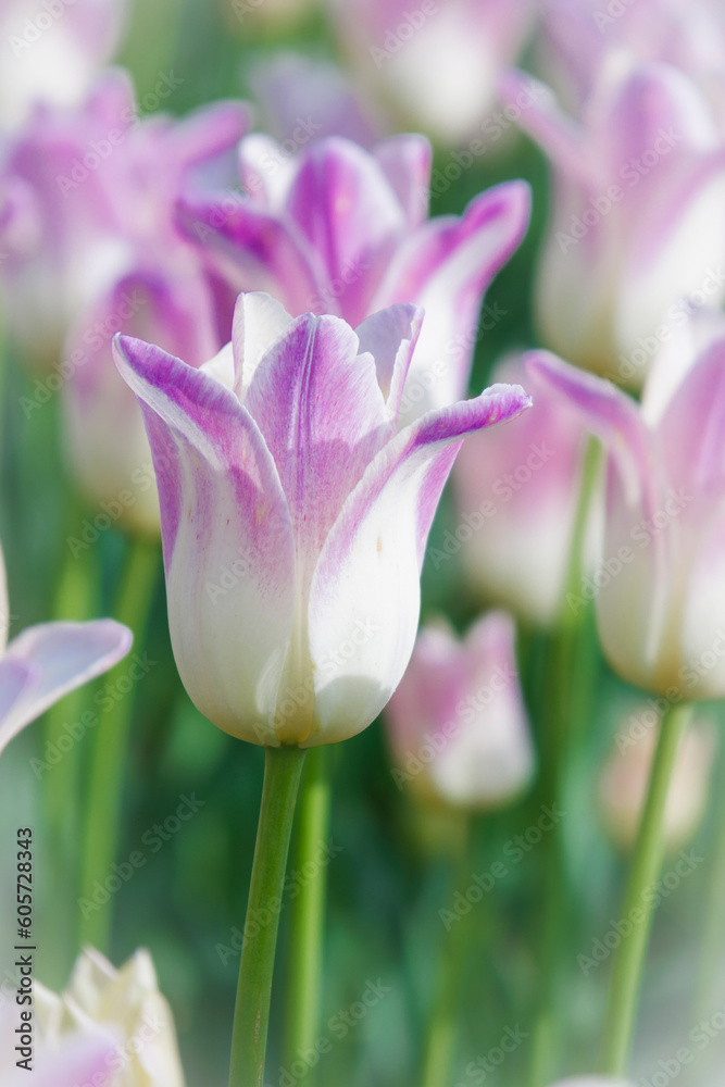 Naklejka premium Window on the Waterfront-27