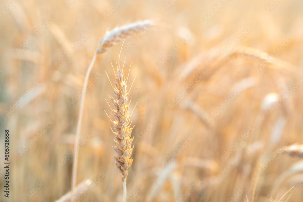 Fototapeta premium Straight ripe ears of wheat against the background of a blurred agricultural field. The concept of harvesting. Selective focus. Copy space