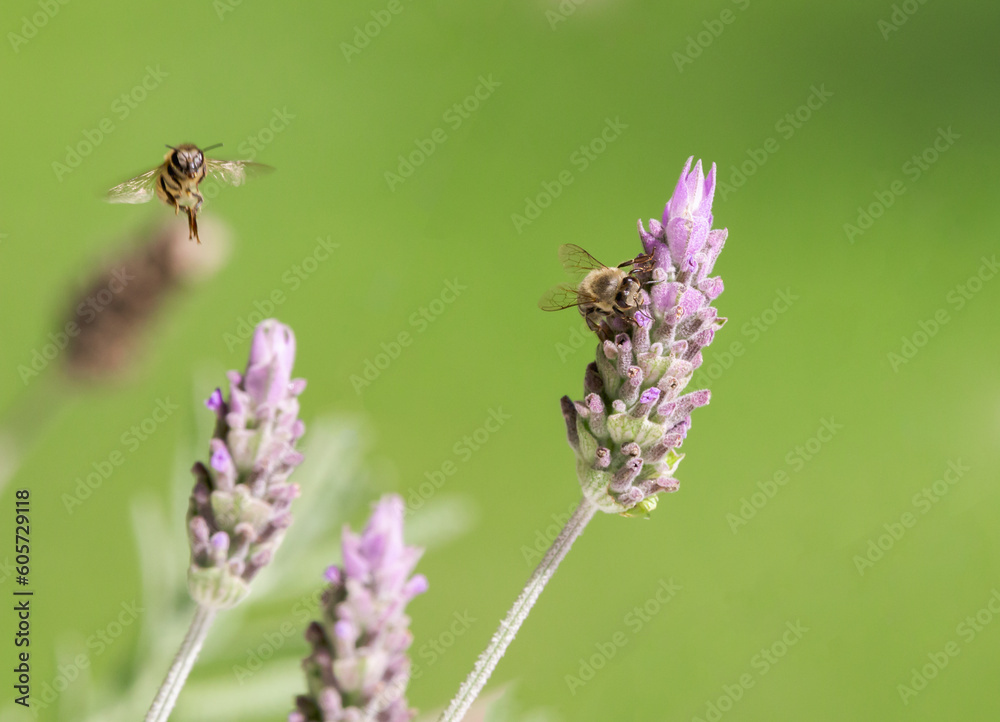 Fototapeta premium Bees on the lavender flower.