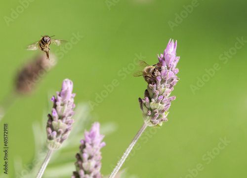 Bees on the lavender flower.