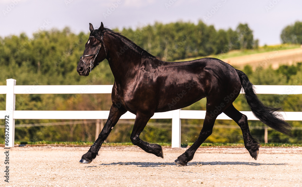 Trotting Friesian horse in the equestrian square. Equestrian sport theme. Trotting Friesian horse in the equestrian square. Equestrian sport theme.