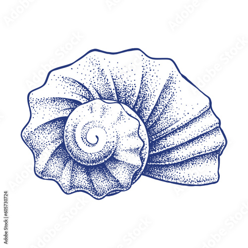 Hand Drawing of a sea shell
