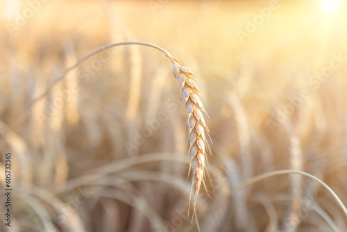Ripe ear of wheat on background of blurred field. Harvest, farming, plant growing. Global grain crisis