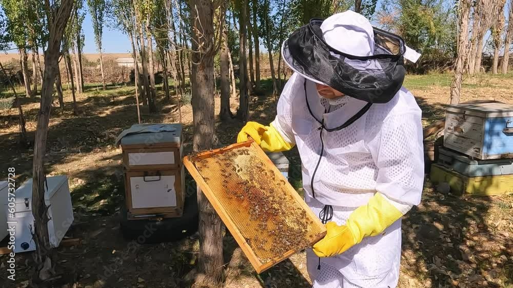 The beekeeper extracts honey from bee hives, holds the honeycomb in his hands, assessing the state of the honey. Beekeeping, wholesome food for health. The beekeeper extracts honey from bee hives, holds the honeycomb in his hands, assessing the state of the honey. Beekeeping, wholesome food for health.