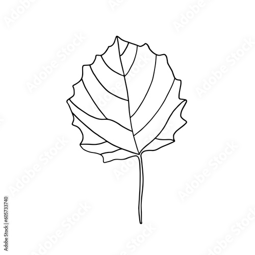 Leaf aspen isolated on a white background. Vector illustration drawn by hand. Simple line drawing of the leaf outline with veins.