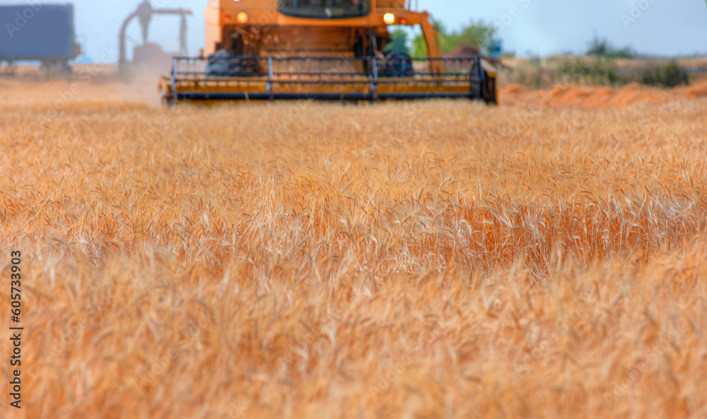 Fototapeta premium Combine harvester harvesting wheat field with amazing blue sky 