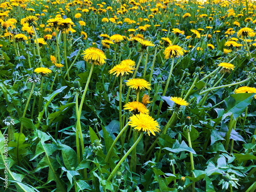 blooming yellow dandelions yellow green field background on spring time