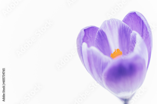 immagine primissimo piano con dettaglio di stame e corolla di fiore crocus su sfondo bianco, sfocatura graduale dei petali