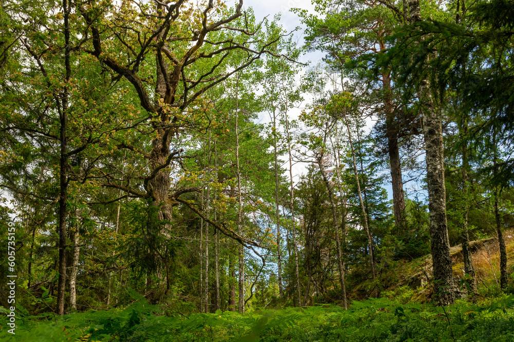 Fototapeta premium Lush forest on a summer day.