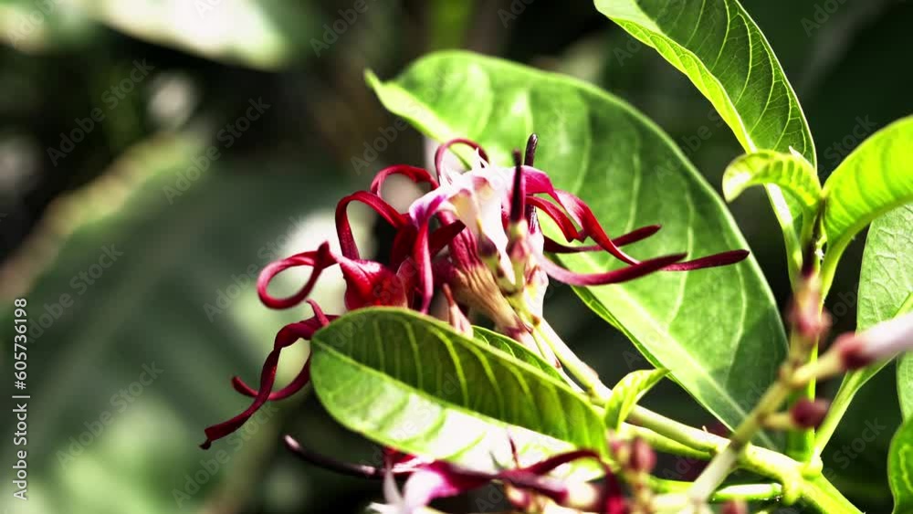 pink rose bud, flower from god prehistoric pink rose bud, flower from god prehistoric