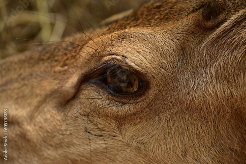 Close up of a deer's eye wild animal concept and mammals, zoo