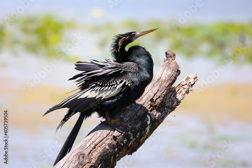 Anhinga 