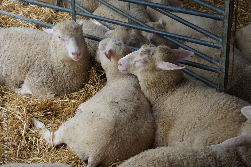 Lambs and mothers resting, sheep pen, Boydells dairy farm, Lambs and mothers resting, sheep pen, Boydells dairy farm,