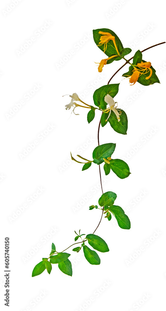 Obraz premium Close up of flowers