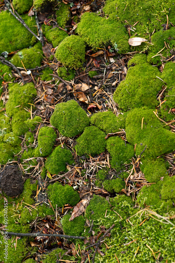 Fototapeta premium moss on the stone