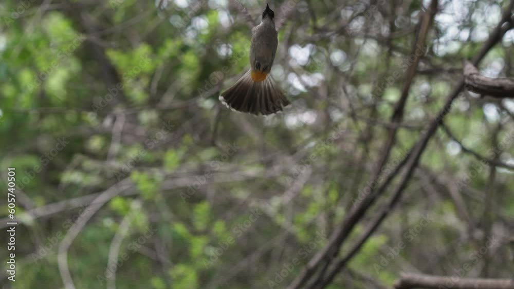 Sooty-headed bulbul Flying hovering and eating worms , Bird watching in forest Sooty-headed bulbul Flying hovering and eating worms , Bird watching in forest