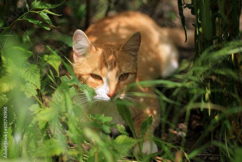 red cat in the grass