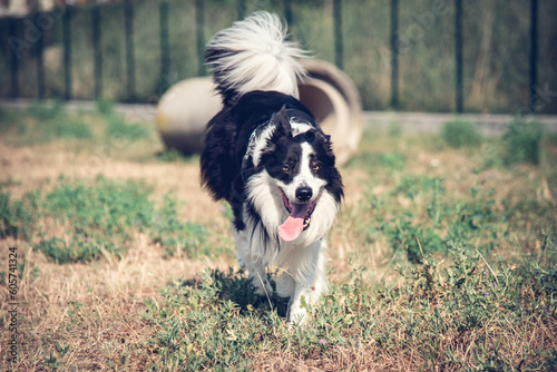 Border collie in the park. © Angela