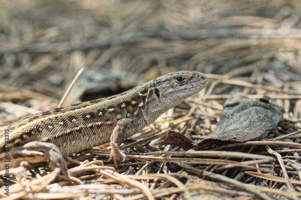 one small wild gray brown lizard sits on dry needles on the ground in the forest one small wild gray brown lizard sits on dry needles on the ground in the forest