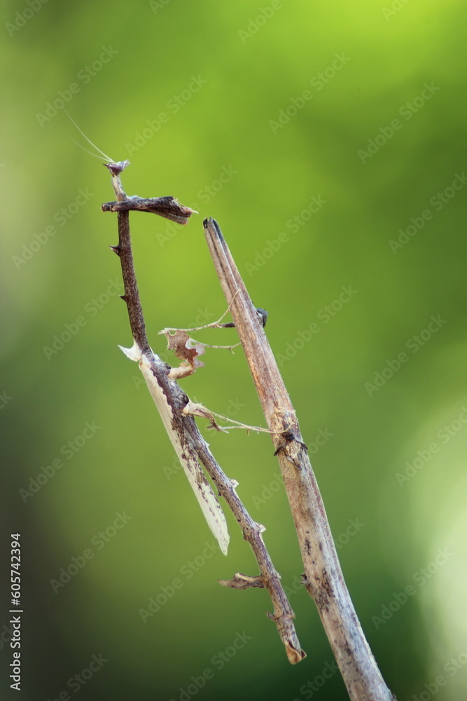 Empusa pennata perches on a dry branch with bokeh background Empusa pennata perches on a dry branch with bokeh background