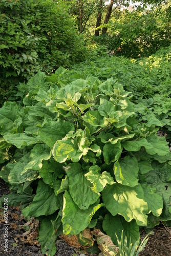 wild burdock plants with large green leaves outdoors in nature