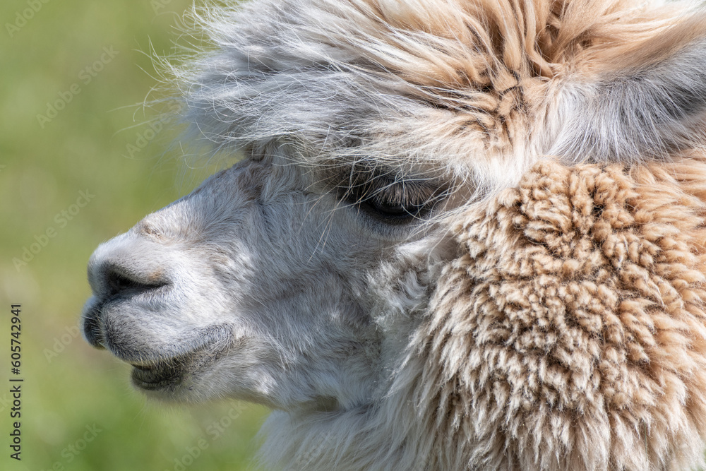 Close up of a alpaca Close up of a alpaca
