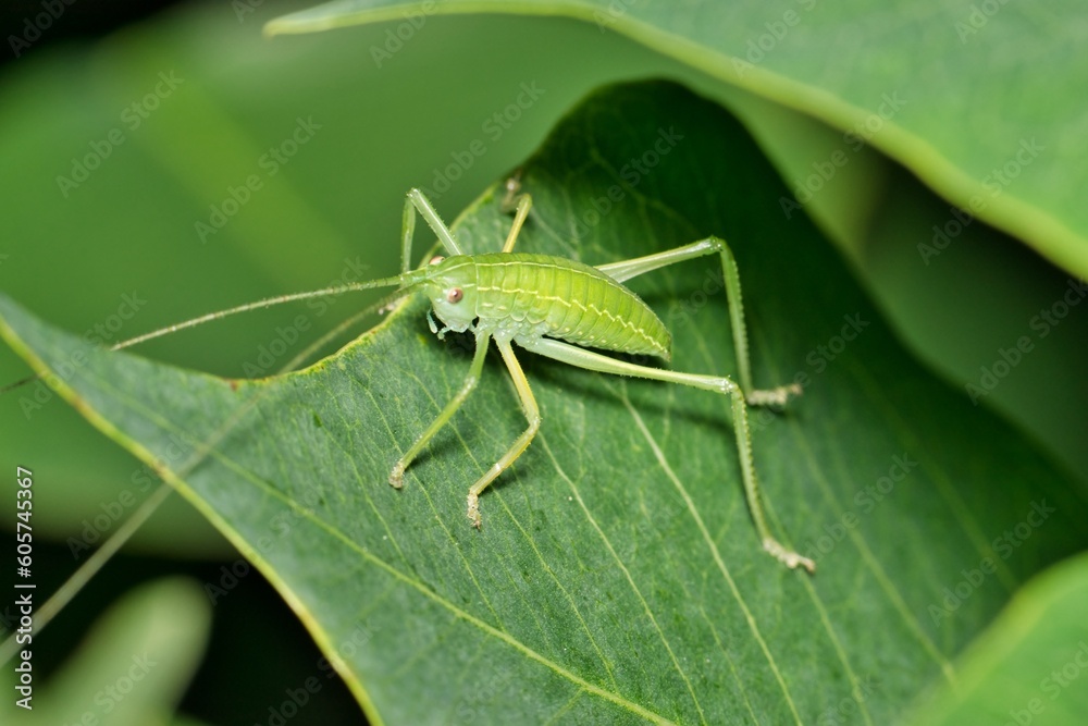 Katydid nymph (Tettigoniidae) in dense Chinese Tallow leaf foliage. Also called Bush Crickets in the USA. Camouflaged insect in it's natural habitat. Katydid nymph (Tettigoniidae) in dense Chinese Tallow leaf foliage. Also called Bush Crickets in the USA. Camouflaged insect in it's natural habitat.