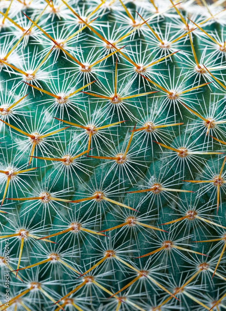 Thorns of macro cactus,Thorns texture background. Thorn cactus, close-up Thorns of macro cactus,Thorns texture background. Thorn cactus, close-up