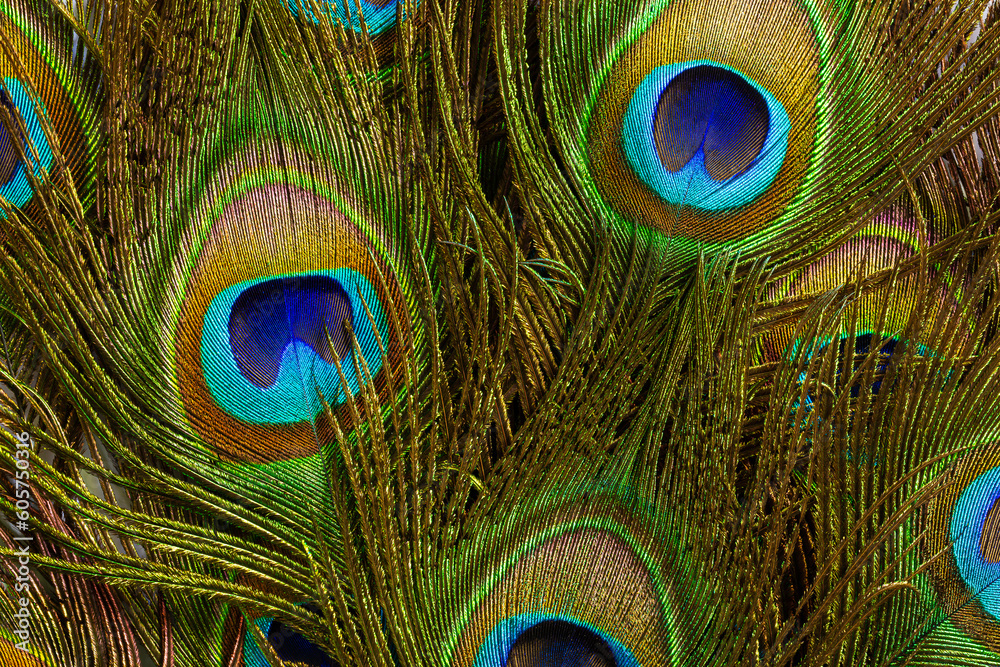 Fototapeta premium macro peacock feathers,Background with peacock feather macro texture, multicolored